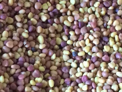 護坡草籽一斤可以用多少面積？