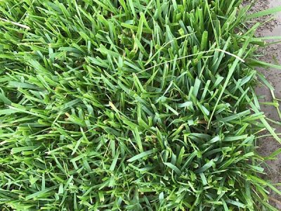 高羊茅草坪夏天會死嗎？