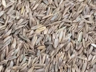每平方米地播種需要多少斤草籽？