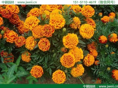 孔雀草和金盞菊有什么區別？