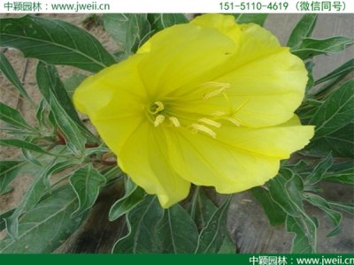廣東適合種植月見草嗎？