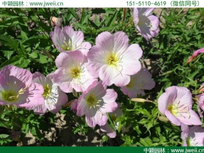 6月可以播種月見草嗎？