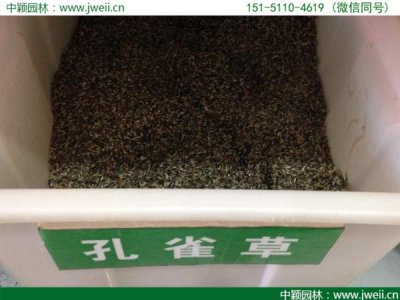 陜西哪里有賣矮桿孔雀草種子的？