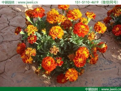 秋天可以種植矮桿孔雀草嗎？