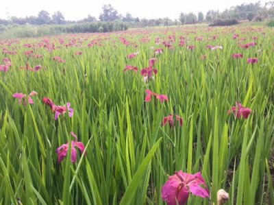 大花鳶尾花花籽什么價格？