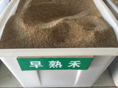 1斤早熟禾能播種多少平方草坪？