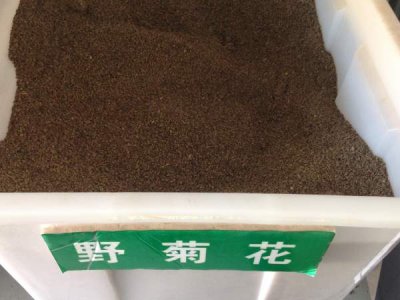 江西哪里有賣野菊花種子的？