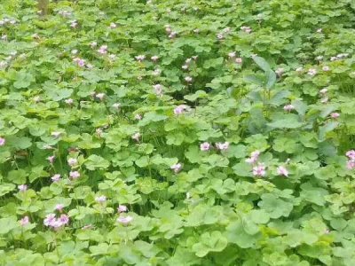 紅三葉幾月份種植發芽率高？