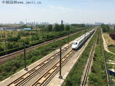 路旁護坡種什么樹？