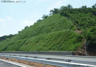 河堤護坡適合種什么草？