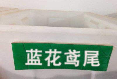 鳶尾花草花籽多少錢一斤？