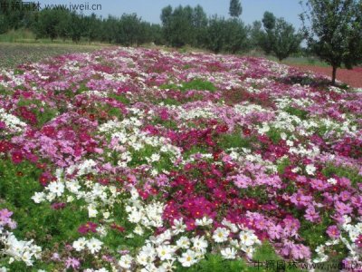 波斯菊植株要掐尖嗎？	