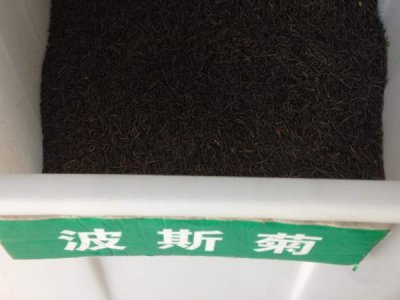 去哪里采購波斯菊種子？