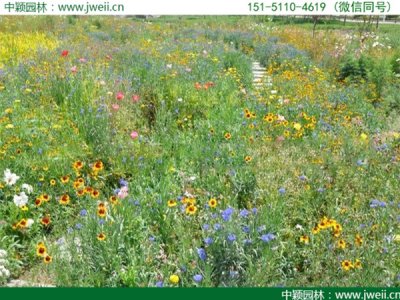 野花組合護坡組合的好處？