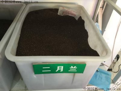去哪里采購二月蘭種子？