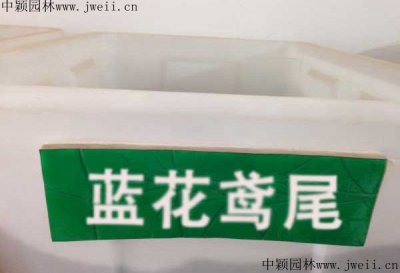 北京有賣大花鳶尾花種子嗎？