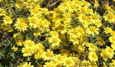野菊花冬季枯萎嗎？