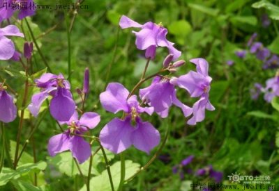 什么花做護坡花草好？