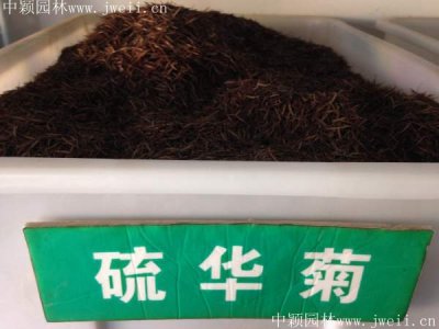 綠化硫華菊種子哪里有賣？