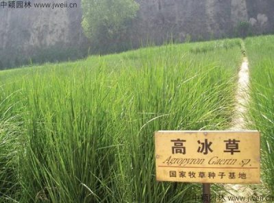 九月還能種植冰草嗎？