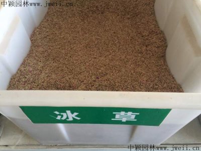 冰草種子