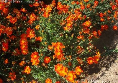硫化菊在北方的花期是幾月開？