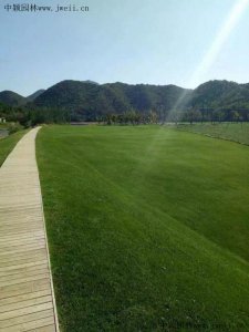 河道護坡種植什么好？