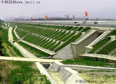 江西草皮護坡采用哪種草？