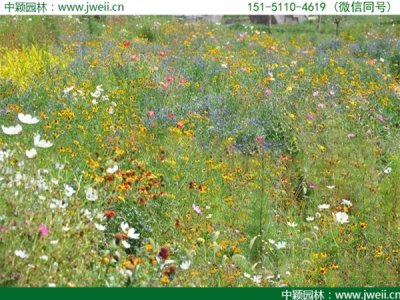 哪里有賣耐旱野花組合種子？