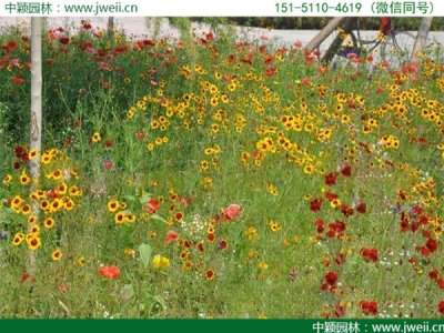 江西適合種植野花組合嗎？