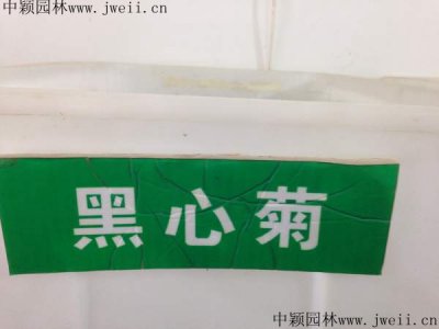 宿根黑心菊籽什么價格能買到？