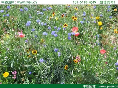 八月還能種植野花組合嗎？