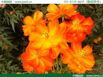 硫華菊有香味嗎？