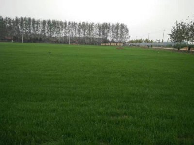 高羊茅草坪耐踩嗎？