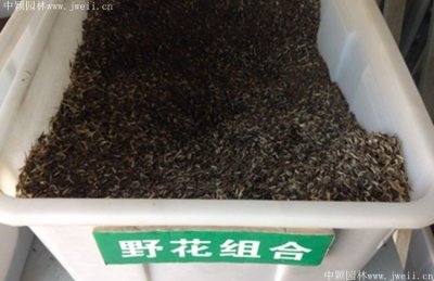 哪里有賣濕生野花地被組合種子？