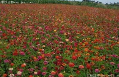 春天能種植野花組合花嗎？
