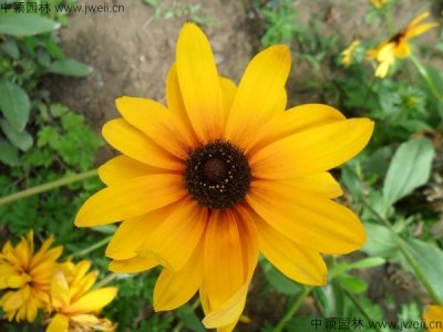 8月可以播種宿根黑心菊嗎？