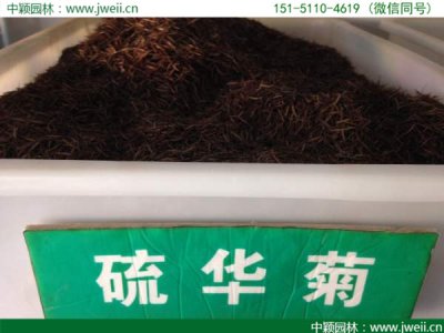 硫華菊草籽一平米用多少克？