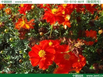 4月可以播種硫華菊嗎？