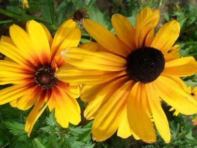 黑心金光菊好養嗎？