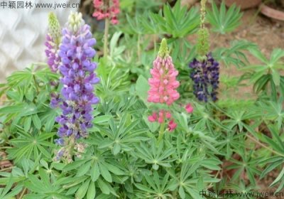 1月可以播種大花魯冰花嗎？