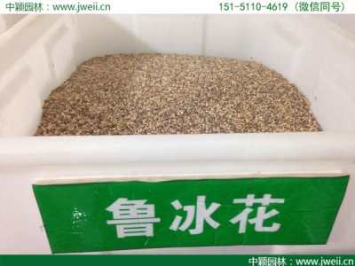 高桿魯冰花種子哪里有售？