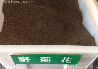 哪里有賣花海野菊花籽？