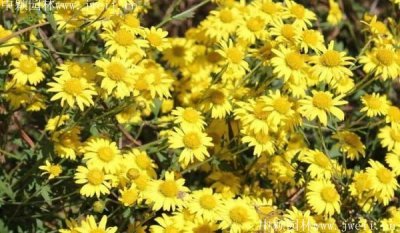 7月還能播種野菊花嗎？