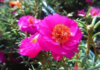 太陽花籽批發基地在哪里？