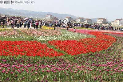 野花組合是常綠植物嗎？
