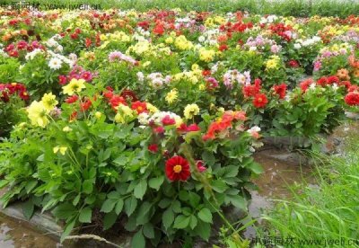 湖南適合種植野花組合嗎？