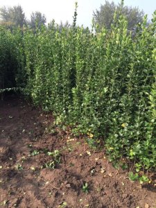 北海道什么時候栽植比較好？
