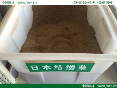 結縷草