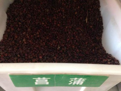 ?菖蒲籽多少錢一公斤？